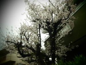Spring-of-Heart/スプリングオブハート