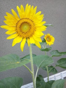 Sunflower