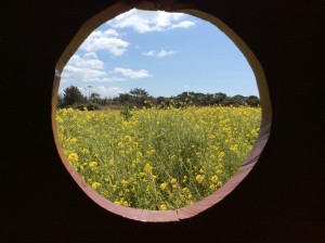 伊良湖　菜の花畑