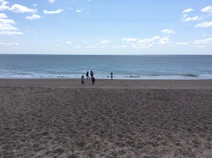 菜の花畑　海岸