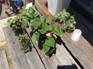 植物たち