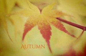 autumn　季節_四季
