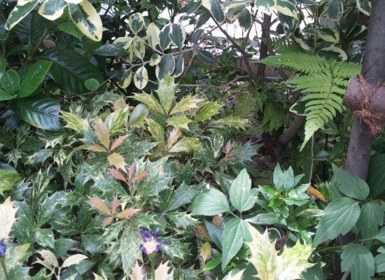 日曜日に行った緑化植物園