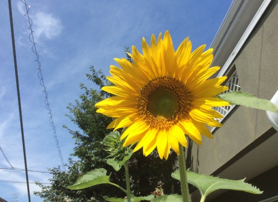 太陽の花　ひまわり